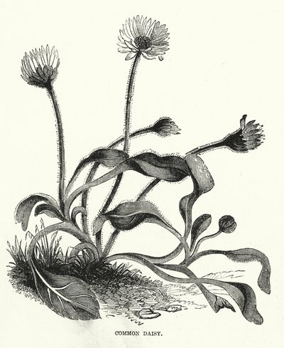Stokrotka pospolita (grawerunek) autorstwa English School