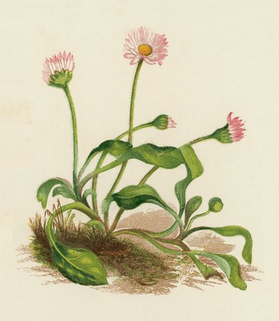 Stokrotka pospolita, Bellis Perennis (kolorowa litografia) autorstwa English School