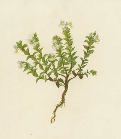 Świetlik lekarski, Euphrasia Officinalis (kolor lito) autorstwa English School