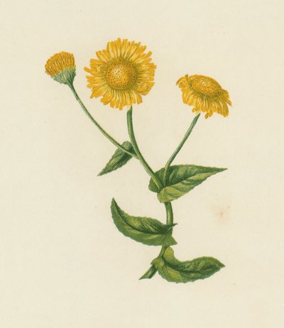 Trzmielina pospolita, Pulicaria Dysenterica (kolor lito) autorstwa English School