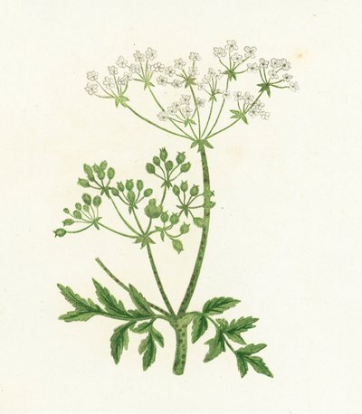 Cykuta zwyczajna, Conium Maculatum autorstwa English School