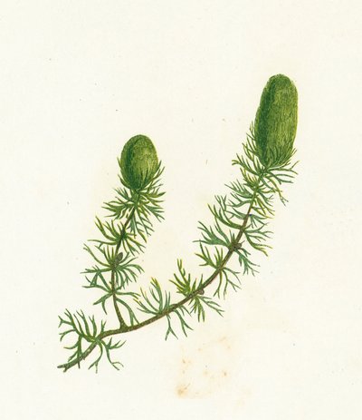 Hornwort zwyczajny, Ceratophyllum Demersum autorstwa English School