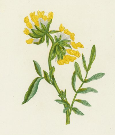 Wyka zwyczajna, Anthyllis Vulneraria (kolor lito) autorstwa English School