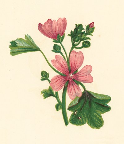 Malwa pospolita, Malva Sylvestris (litografia kolorowa) autorstwa English School