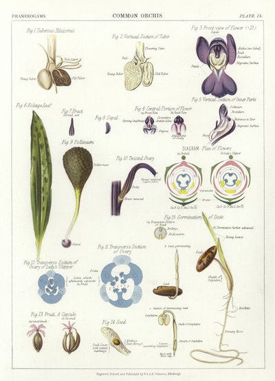 Pospolita Orchis autorstwa English School