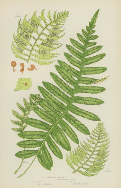 Polypody pospolite (litografia kolorowa) autorstwa English School