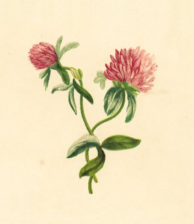 pospolita purpurowa koniczyna, trifolium pratense autorstwa English School
