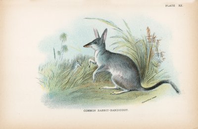 Pospolity królik-Bandicoot autorstwa English School