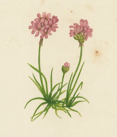 Common Thrift, Statice Armeria (kolor lito) autorstwa English School