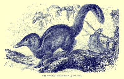 Szczeżuja pospolita, ilustracja z "The Royal Natural History" (litografia) autorstwa English School