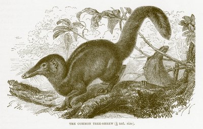 Ryjówka pospolita, ilustracja z Królewskiej Historii Naturalnej autorstwa English School