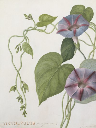 Convolvulus Purpurus (wc na welinie) autorstwa English School