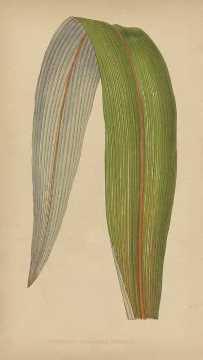 Cordyline (Dracaena) Niepodzielona autorstwa English School