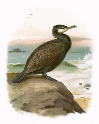Kormoran autorstwa English School