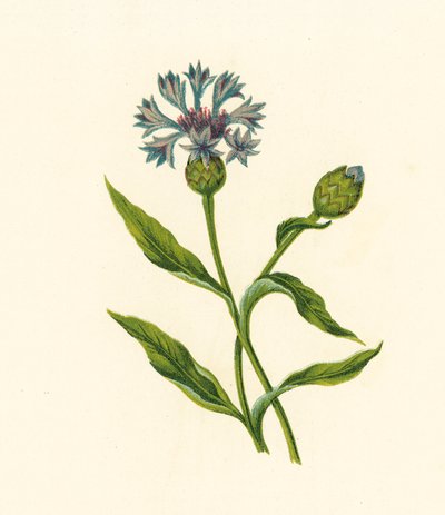 Corn Blue-Bottle, Centaurea Cyanus (kolorowa litografia) autorstwa English School