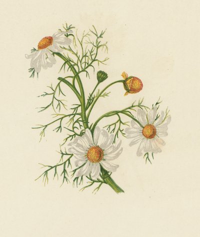 Corn Feverfew, Pyrethrum Inodorum (kolor lito) autorstwa English School