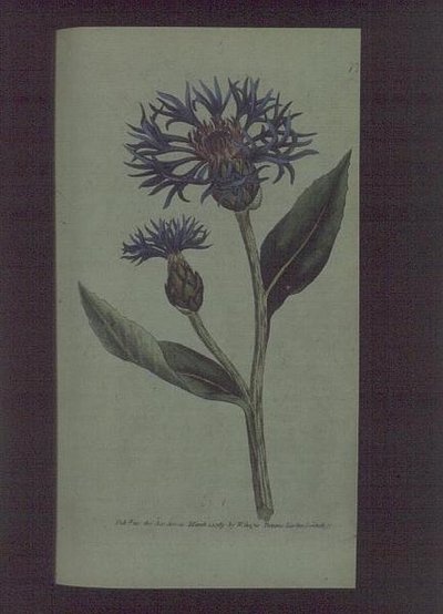 Chaber bławatek (Centaurea montana), płyta 77 z „The Botanical Magazine” (lub „Flower Garden Displayed”) Williama Curtisa, wyd. 1789-90 (grawerowanie) autorstwa English School