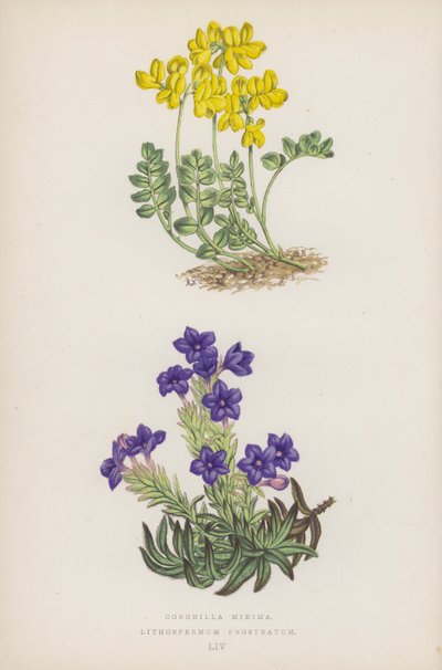 Małe korony; Lithospermum Prostratum (kolor lito) autorstwa English School