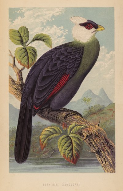 Corythaix Leucolopha (litho) autorstwa English School