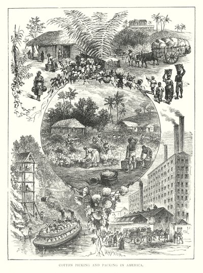 Baumwollpflücken und -verpacken in Amerika (Gravur) von English School