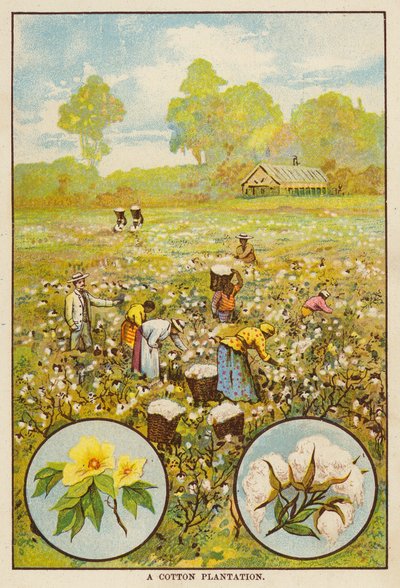 Plantacja bawełny (kolorowa litografia) autorstwa English School