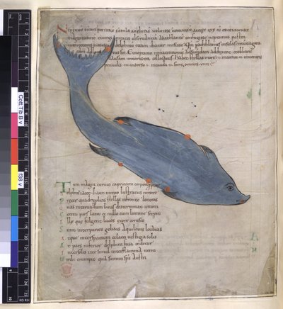 Cotton Tiberius B. V, Część I fol.38v Konstelacja Delfina z „Aratusa Cycerona” autorstwa English School