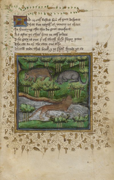 Cotton Vespasian B. XII, f.4 Ilustracja borsuka, żbika i wydry; z wierszem z „Traktatu o polowaniu” Williama Twety i Johna Gyfforda, ok. 1440 (welum) autorstwa English School