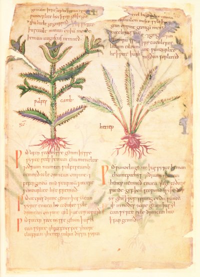 Cotton Vitellius C.III fol.30 Ilustracje Wulfes Camb i Henep, z 