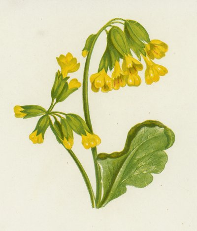 Cowslip, Spring Primula (kolor lito) autorstwa English School