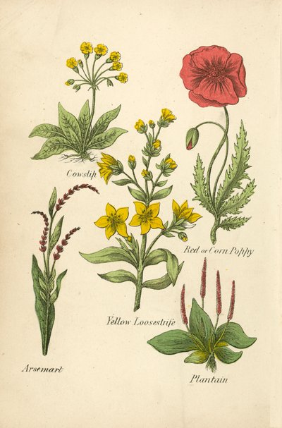 Cowslip, Red lub Corn Poppy, Yellow Loosestrife, Arsemart, Plantain (color litho) autorstwa English School