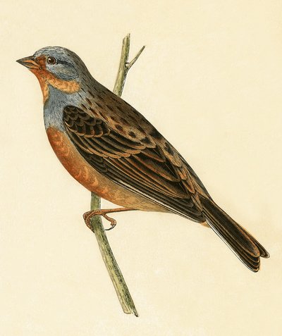 Buławnik Cretzschmaera, ilustracja z "A History of the Birds of Europe Not Observed in the British Isles" autorstwa Charlesa Roberta Bree (1811-86), opublikowana w 1867 r. autorstwa English School