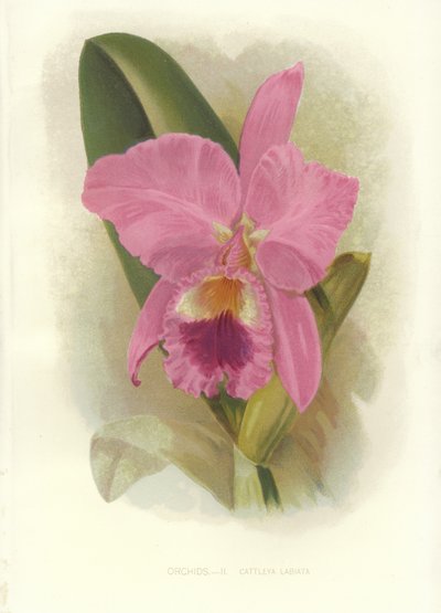 Karmazynowa Cattleya autorstwa English School