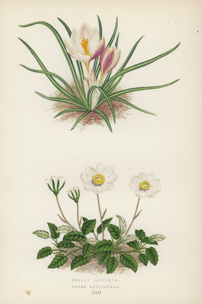 Crocus Boryanus; Dryas Octopetala (kolorowa litografia) autorstwa English School