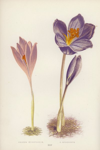 Crocus Nudiflorus; C Speciosus (colour litho)   1418253   pl       polish Successfully Translated  Original: Portrait of a Man Translat: Portrait of a Man 1391394 pl polish Successfully Translated Original: The Brazen Serpent Translat: The Brazen Serpent 1 autorstwa English School