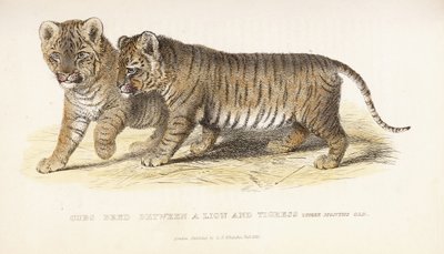 Młode wyhodowane między lwem a tygrysicą, trzy miesiące, 1827-1835 autorstwa English School