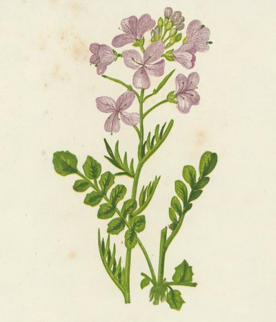 Kwiat kukułki, Cardamine Pratensis (kolorowa litografia) autorstwa English School