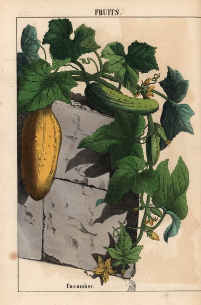 Ogórek z żółtym niedojrzałym i dojrzałym zielonym ogórkiem Cucumis sativus   , z „Pouczającej książki z obrazkami, czyli lekcji ze świata warzyw”, [Charlotte Mary Yonge], Edynburg autorstwa English School