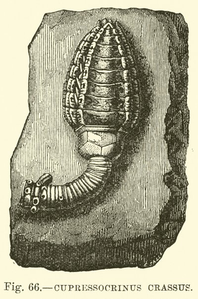 Cypressocrinus autorstwa English School