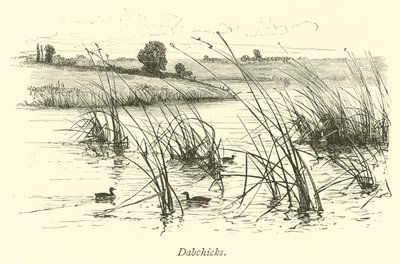 Dabchicks autorstwa English School