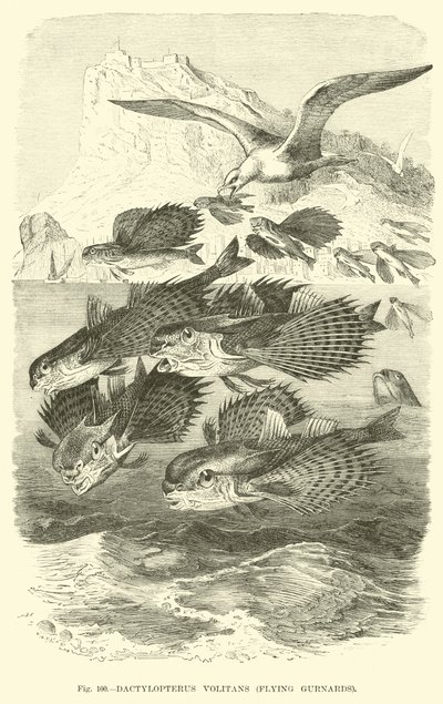 Dactylopterus Volitans, Latające Gurnardy autorstwa English School