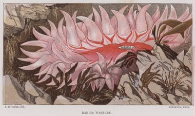 Dahlia Wartlet (kolorowa litografia) autorstwa English School
