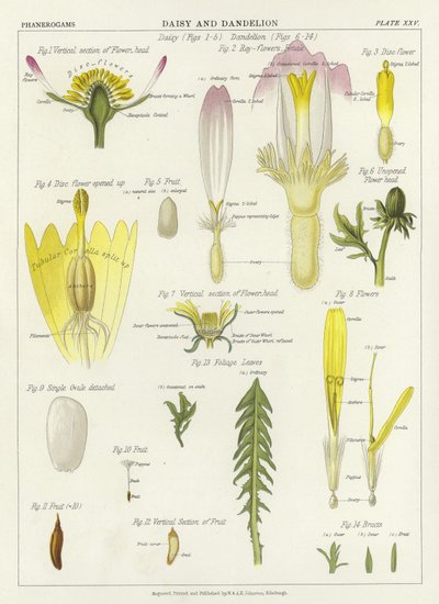 Daisy i Dandelion autorstwa English School