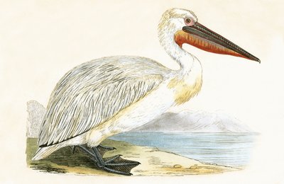 Pelikan dalmatyński, ilustracja z "A History of the Birds of Europe Not Observed in the British Isles" autorstwa Charlesa Roberta Bree (1811-86), opublikowana w 1867 r. autorstwa English School