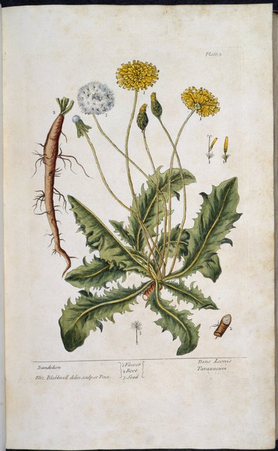 Dandelion, z „Ciekawy Herbal…” Elizabeth Blackwell autorstwa English School