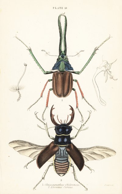 chrząszcz Darwina, jelonek Granta lub jelonek chilijski Chiasognathus grantii 1 i jelonek pospolity Lucanus cervus autorstwa English School