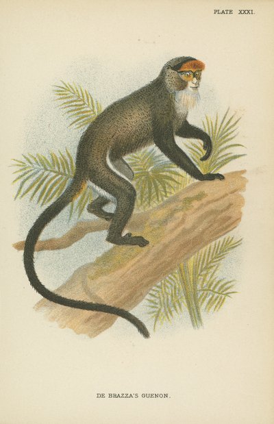 De Brazzas Guénon autorstwa English School