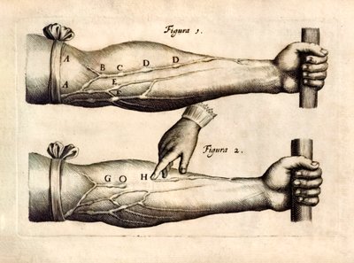 De Motu Cordi, zbiór Sanguinis in Animalibus (Ruch serca i krwi w żywych istotach) Williama Harveya (1578-1657) opublikowany po raz pierwszy w 1628 r., ukazujący sieć żył w przedramieniu zawierającą zastawki jednokierunkowe. autorstwa English School