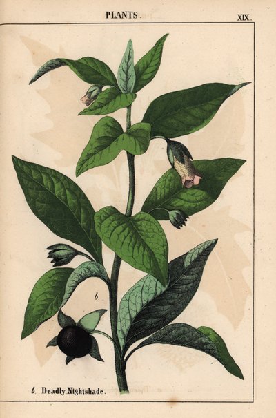 Wilcza jagoda   , z „Pouczającej książki z obrazkami, czyli lekcji ze świata warzyw”, [Charlotte Mary Yonge], Edynburg autorstwa English School