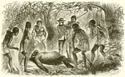 Śmierć Du Chaillus pierwszy Gorilla autorstwa English School