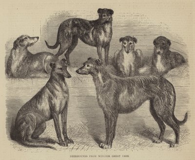 Deerhounds z Windsor Great Park (grawerowanie) autorstwa English School